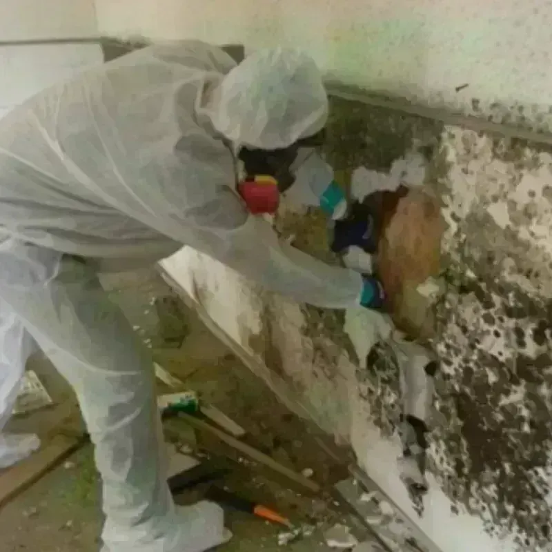 Mold Remediation and Removal in Fremont, NC